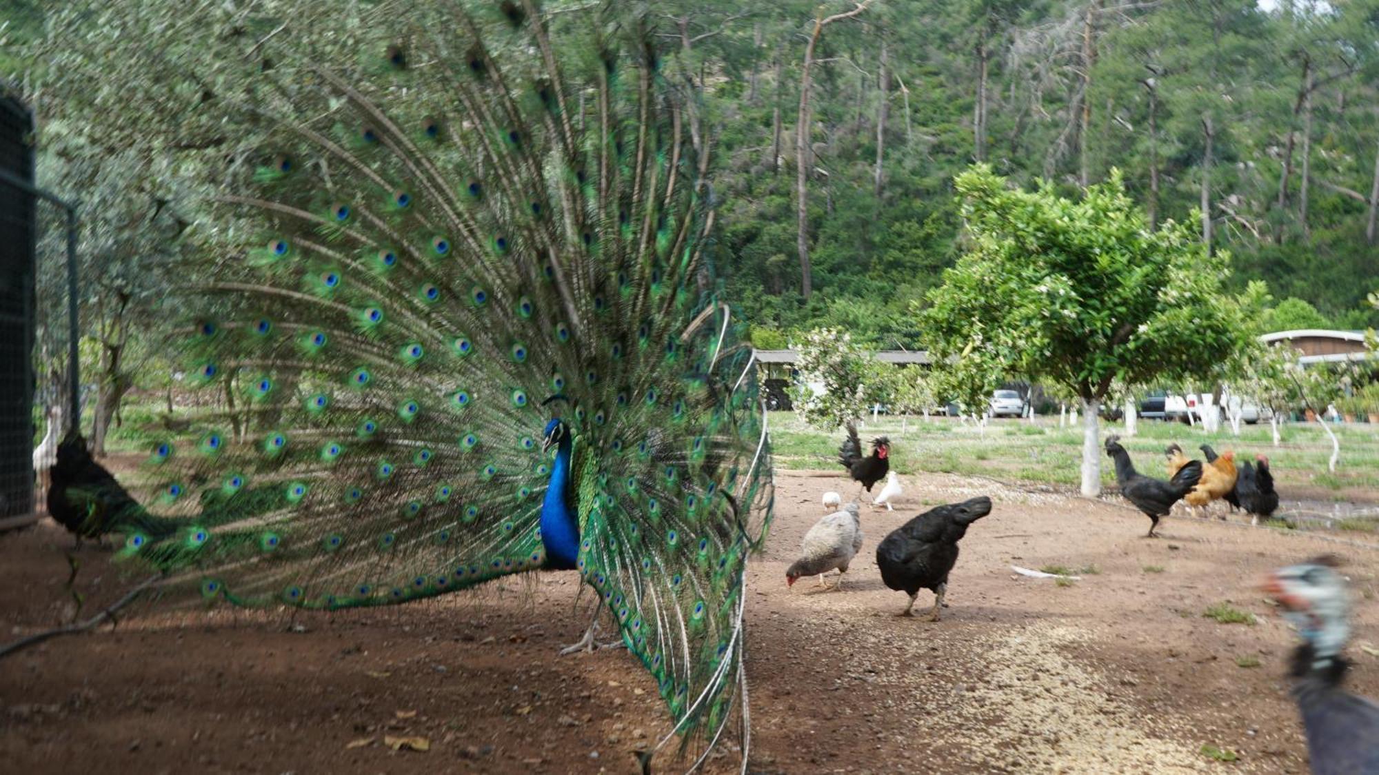 مرمريس Doga Ciftlik Konaklama المظهر الخارجي الصورة